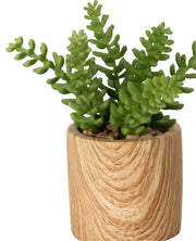 LG Wooden Potted Succulent