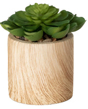 MD Wooden Potted Succulent
