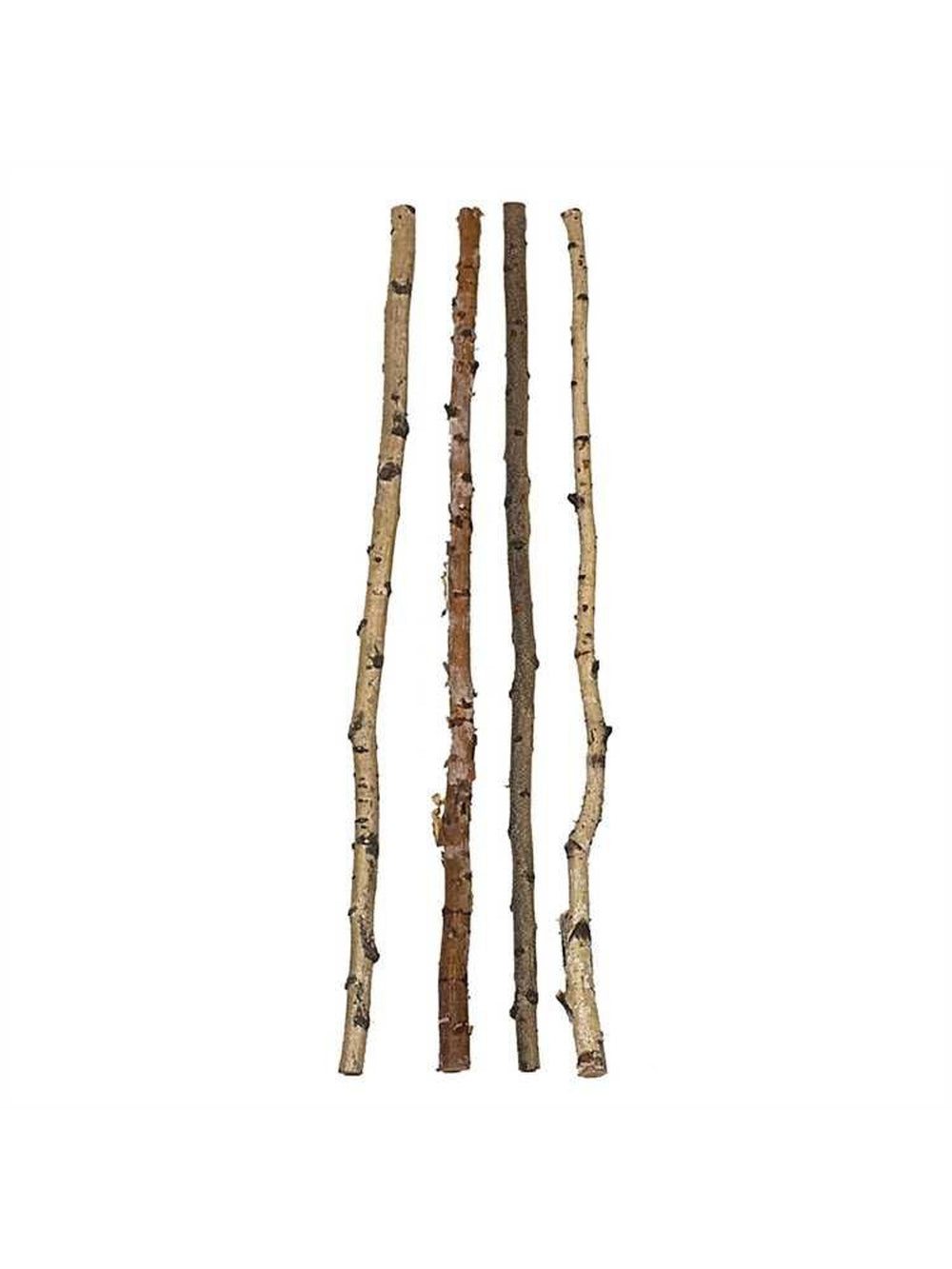 Birch Wood Branch
