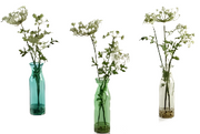 Queen Anne's Lace In Glass Vase