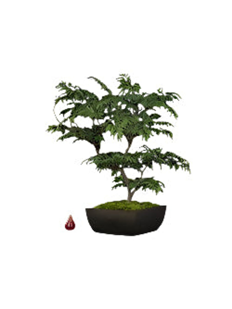 Tabletop Ming Aralia