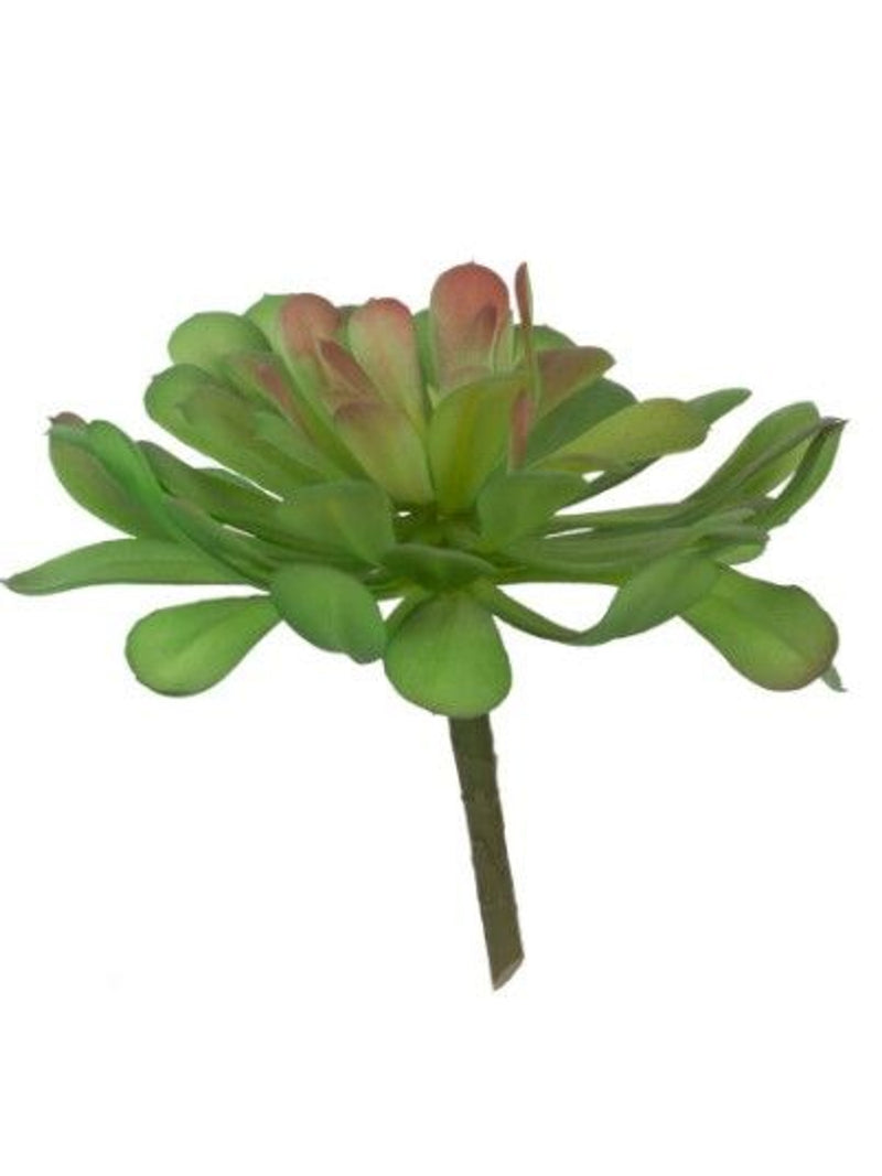 Faux Dudleya Succulent