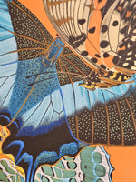 Papillon Pop 2