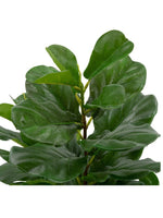 Fiddle-Leaf Fig Tree In Pot