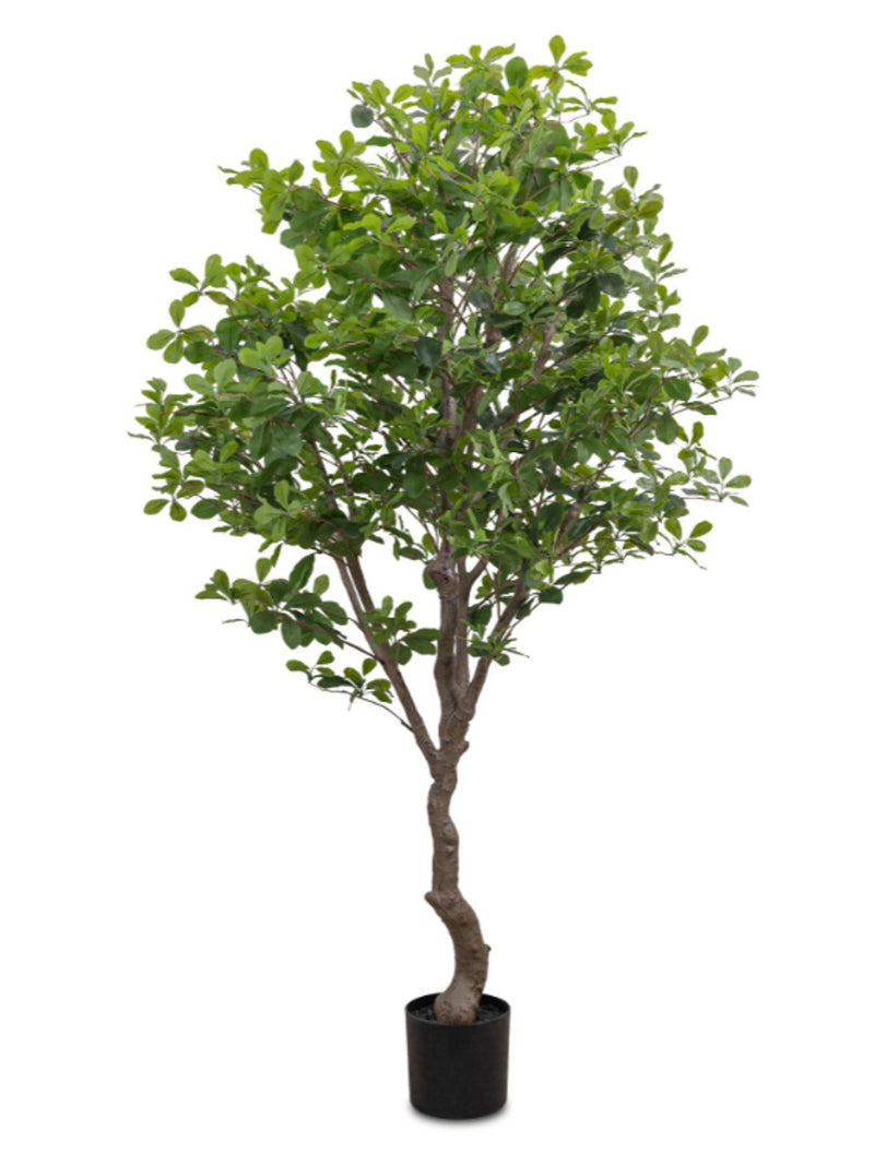Faux Aralia Tree
