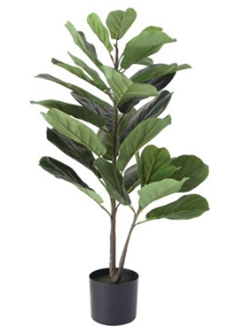 Fig Leaf Plant in Pot