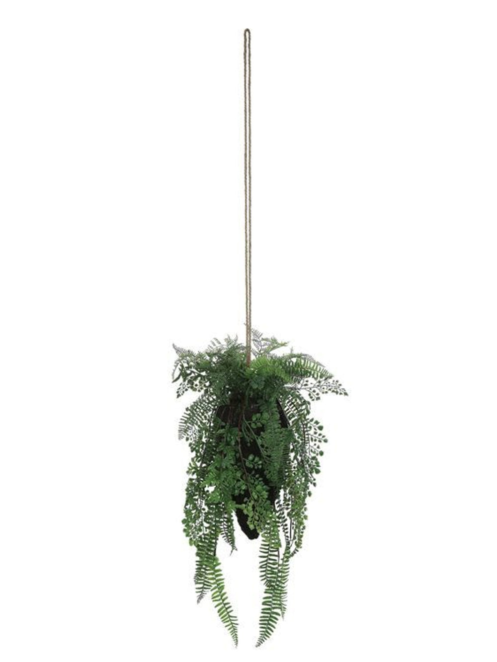 Hanging Fern