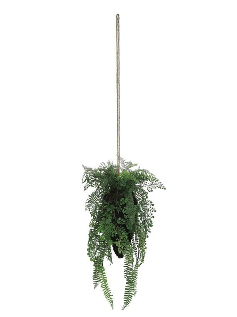Hanging Fern