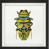 Graphic Insects 3