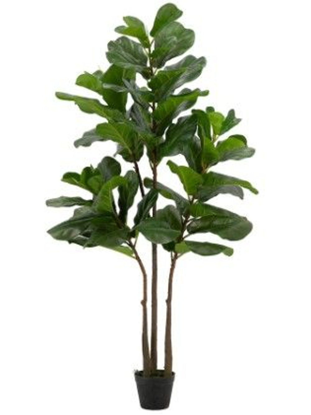 Fiddle-Leaf Fig Tree In Pot