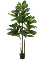 Fiddle-Leaf Fig Tree In Pot