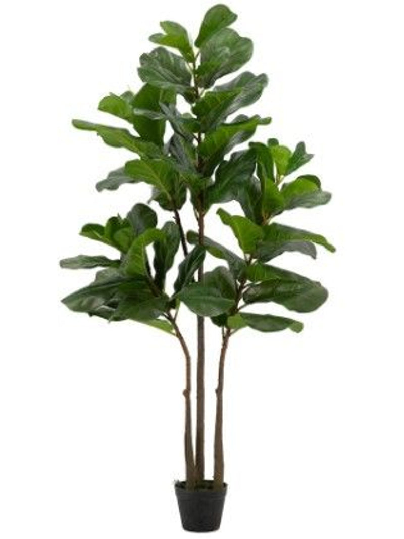 Fiddle-Leaf Fig Tree In Pot