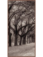 Nature's Arch Triptych