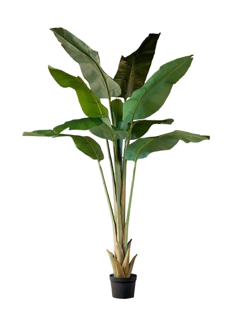 Potted Giant Strelitzia