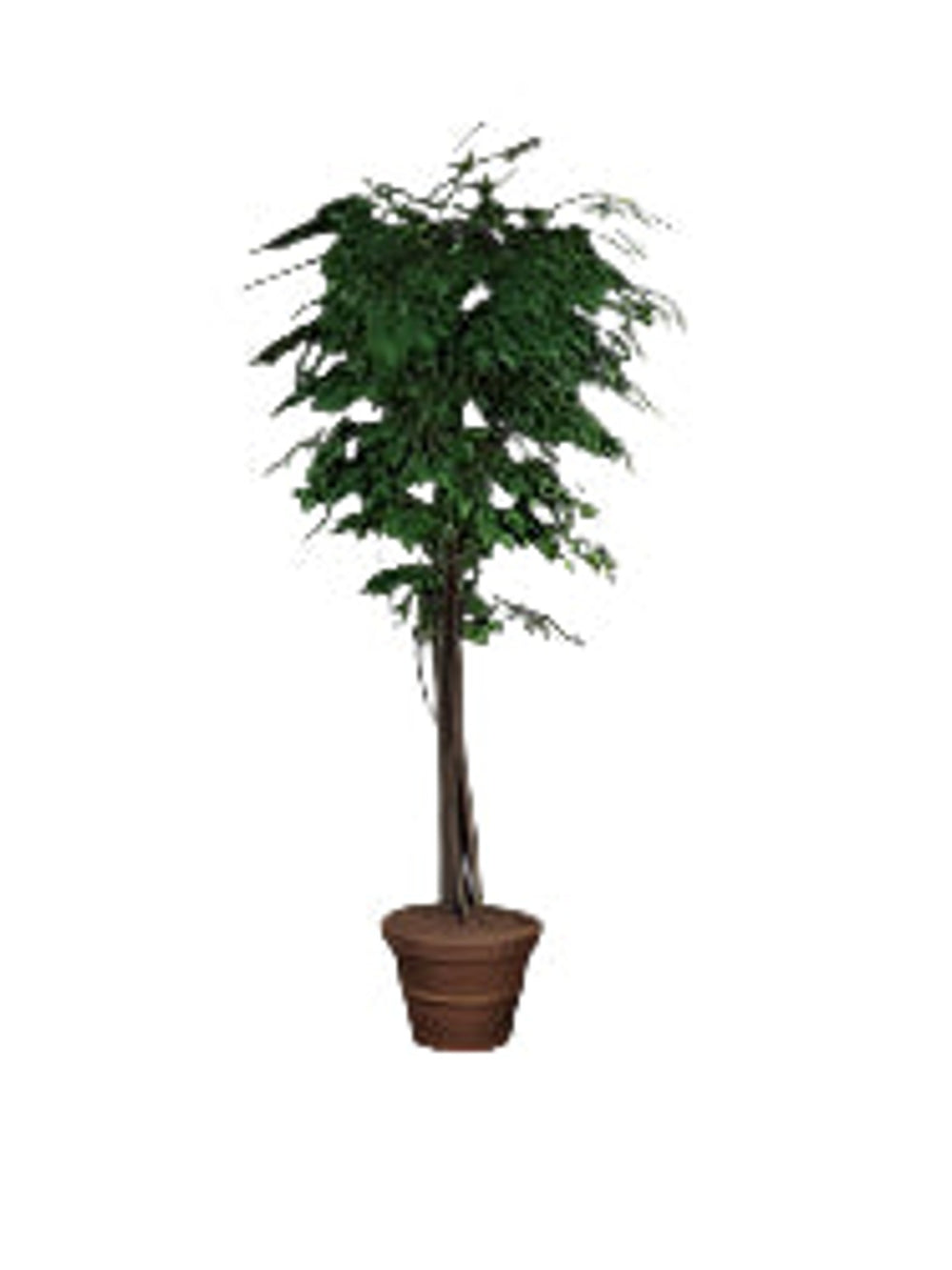 Silver Birch Tree In Black Washed Container