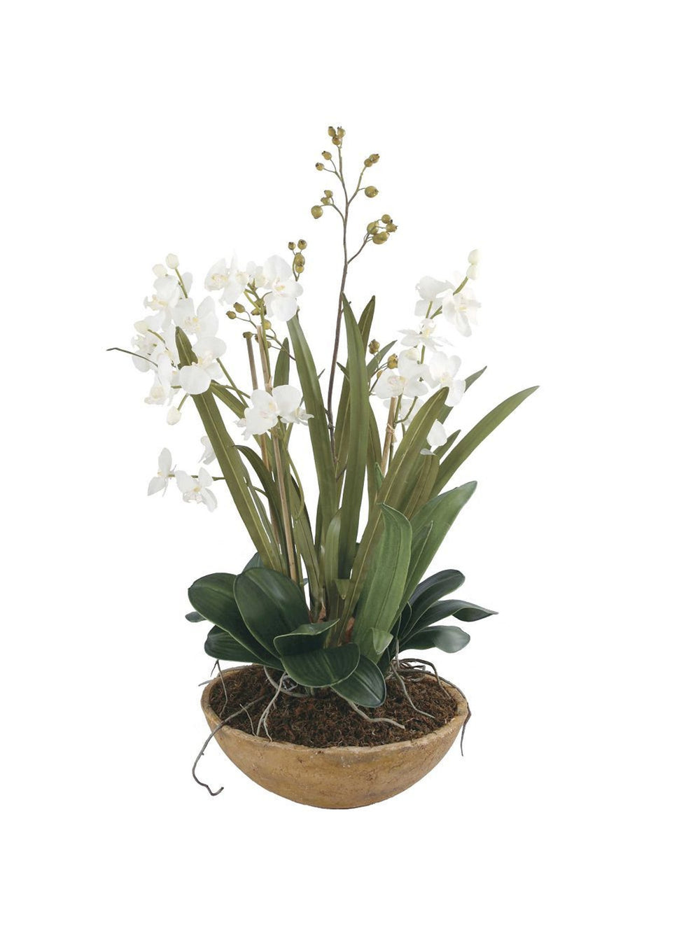 Moth Orchid Planter