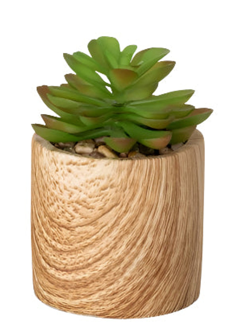SM. Wooden Potted Succulent