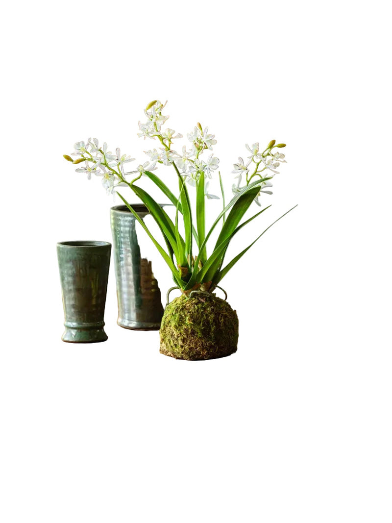 Mini Vanda Orchid in Moss Ball Large White