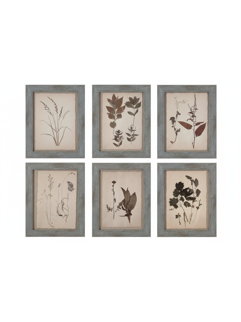 Dried Botanical Prints