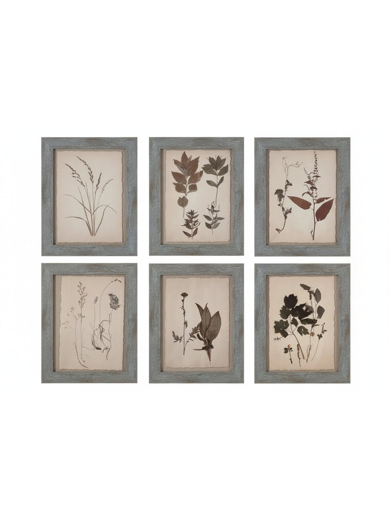 Dried Botanical Prints