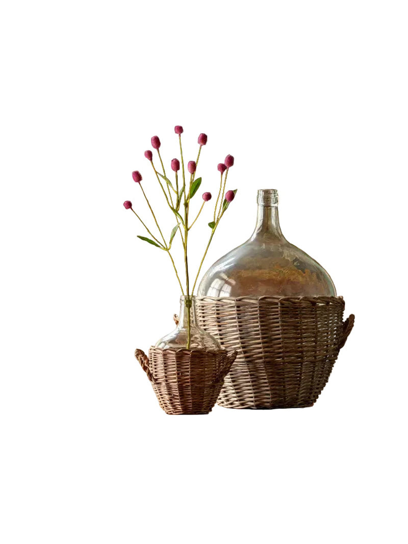Gomphrena | Purple