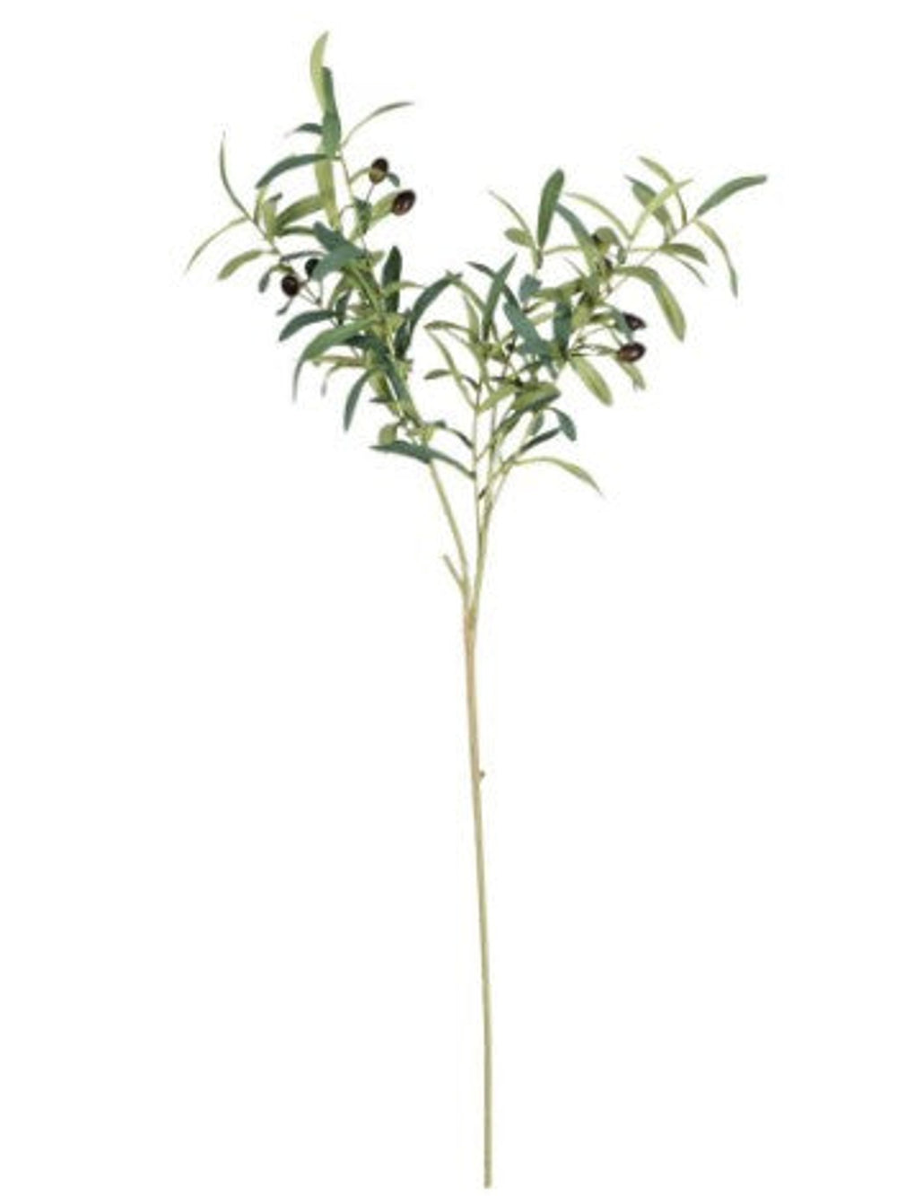 Olive Leaf Branch