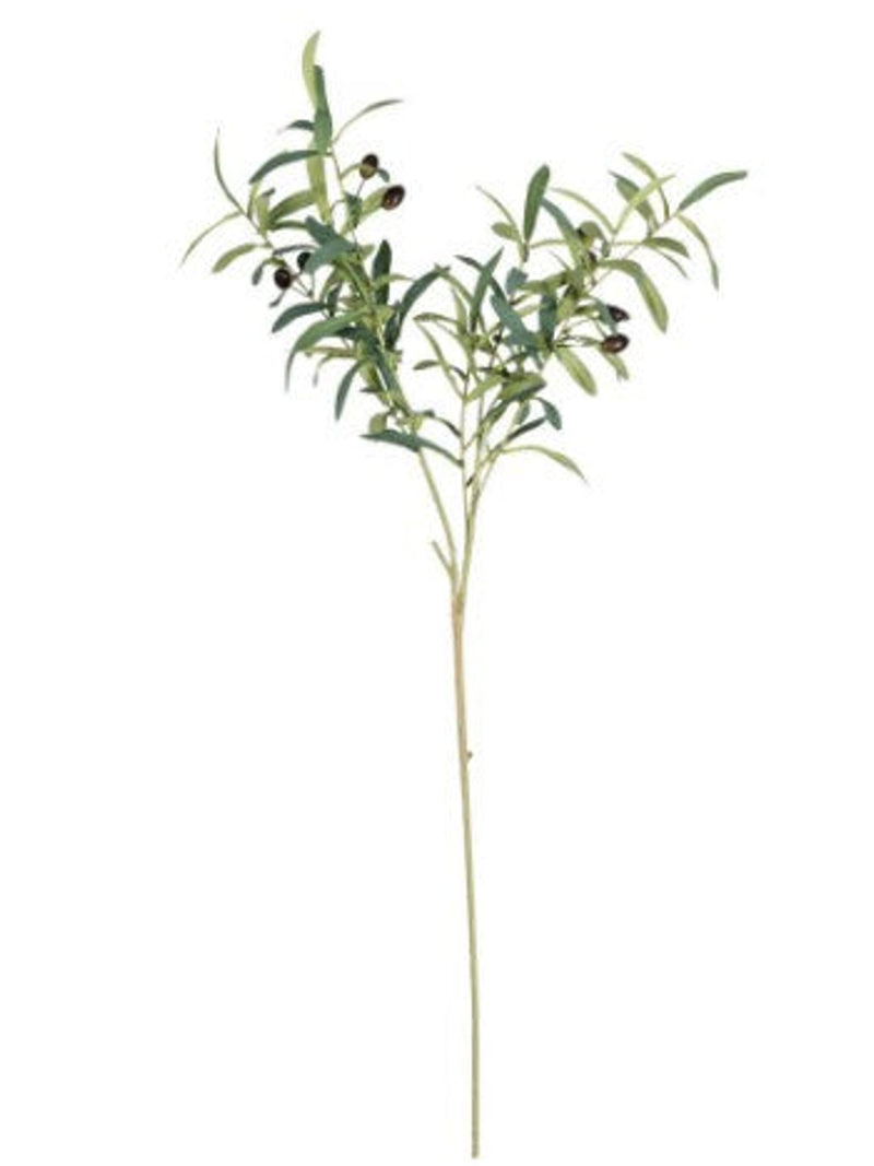 Olive Leaf Branch