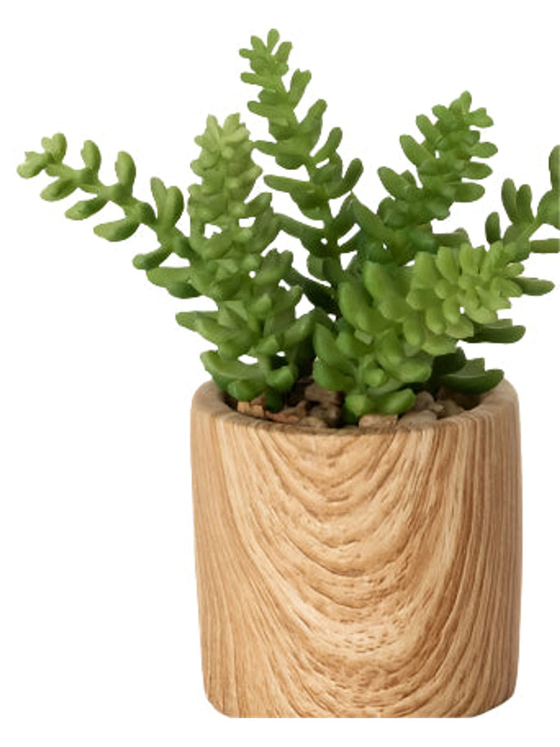 LG Wooden Potted Succulent