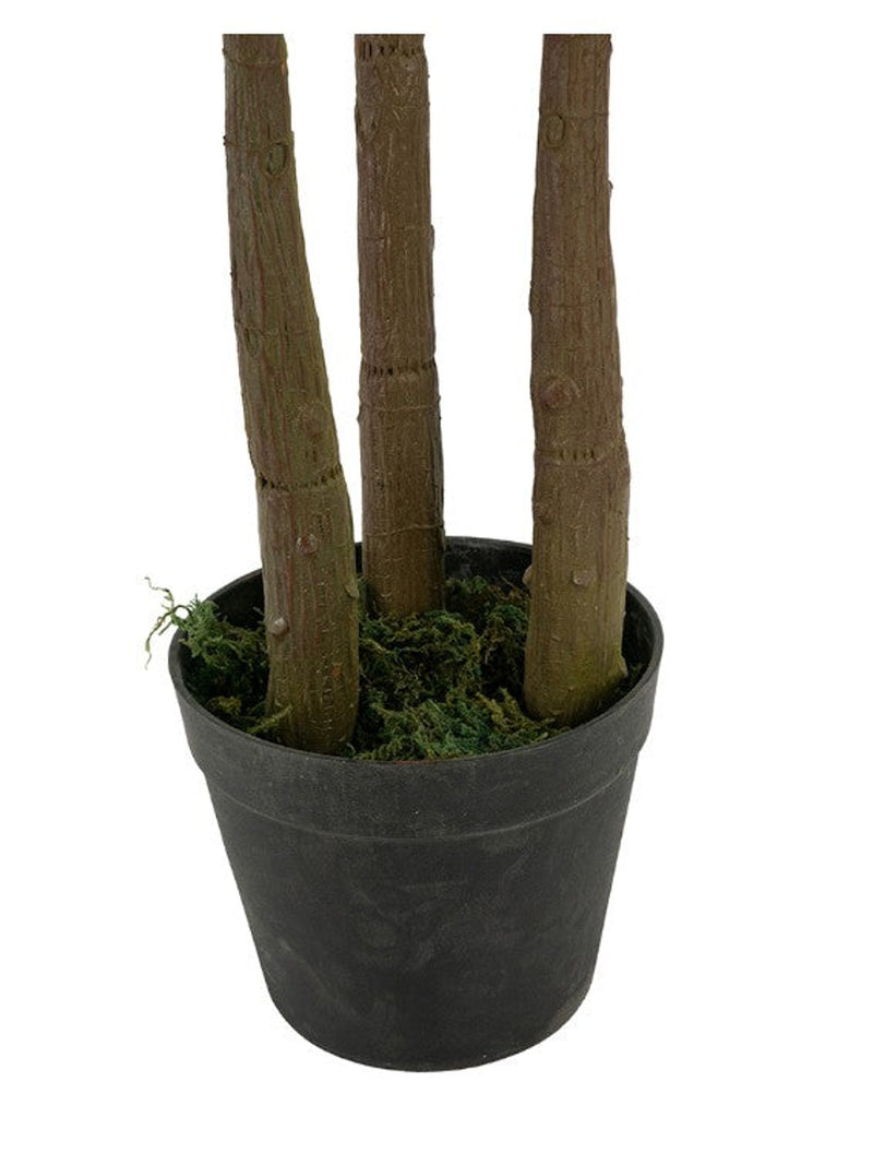 Fiddle-Leaf Fig Tree In Pot