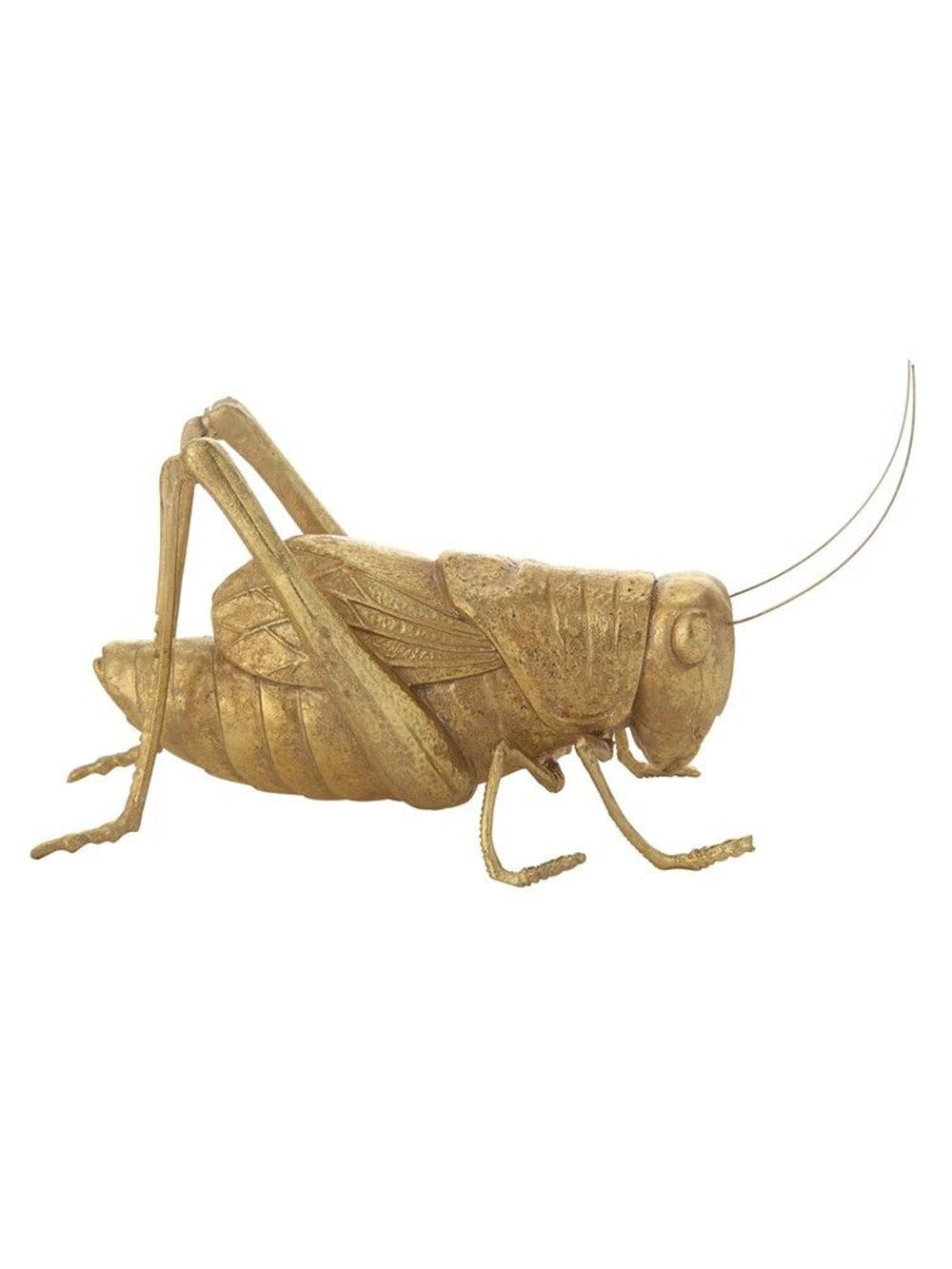 Gold Cricket