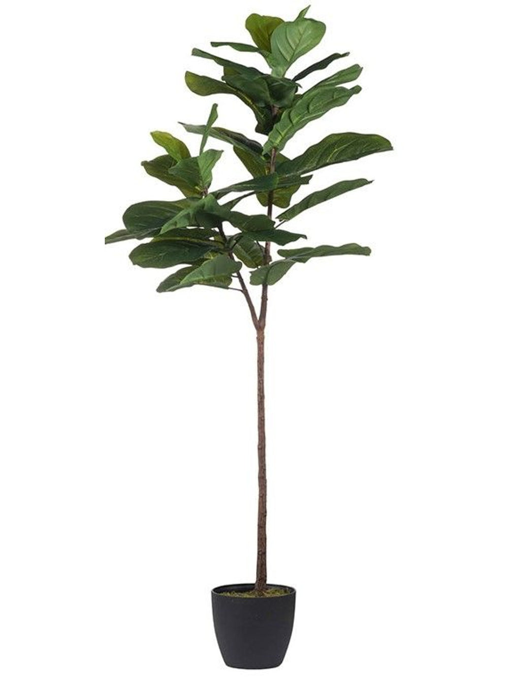 Slim Fiddle-Leaf Fig Tree in Pot 5’