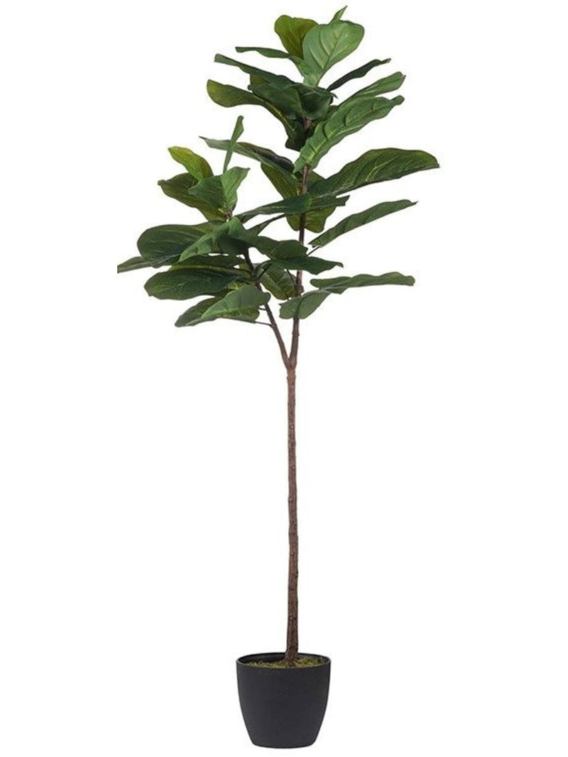 Slim Fiddle-Leaf Fig Tree in Pot 5’