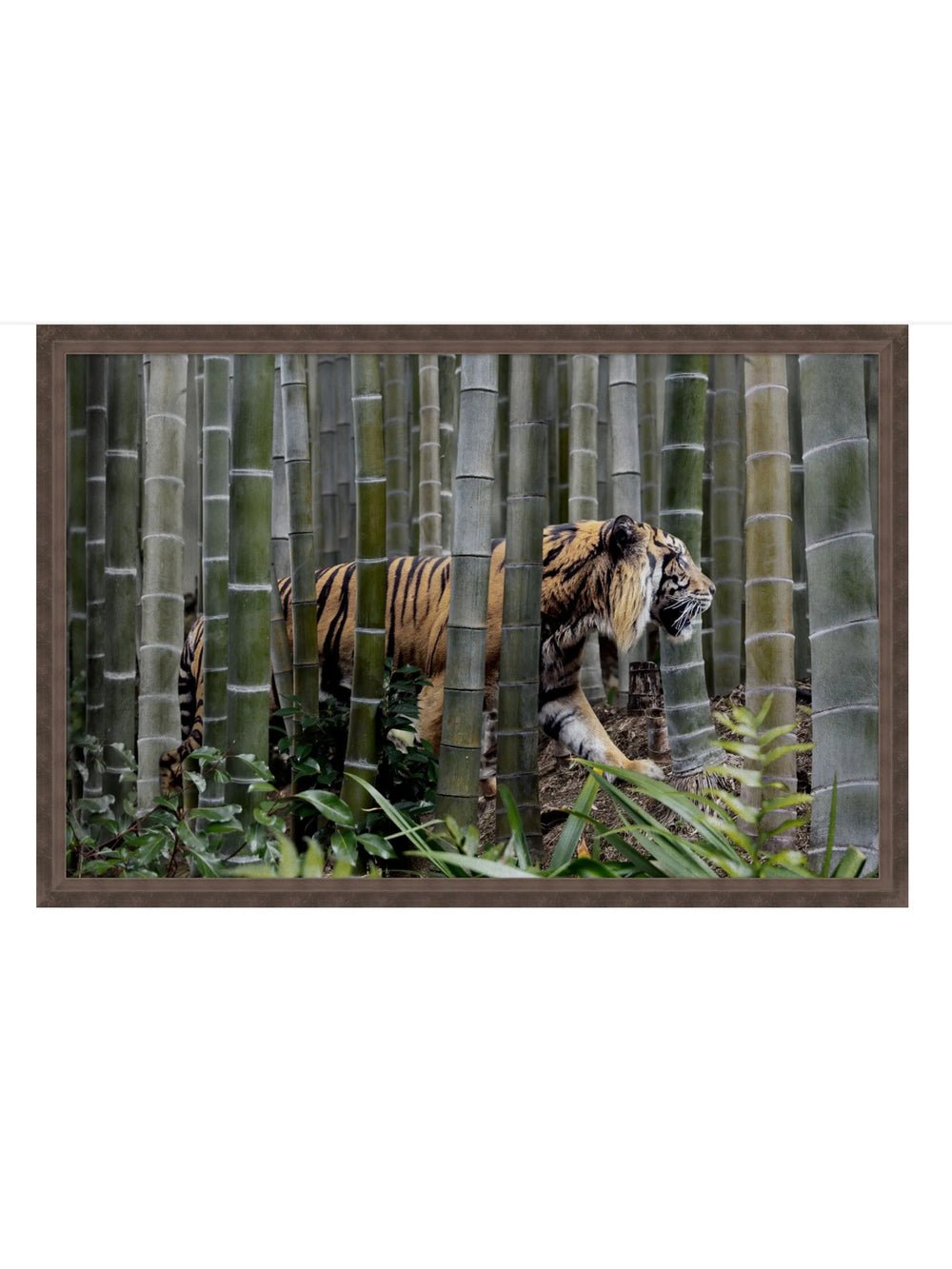 Through the Bamboo|51 x 34