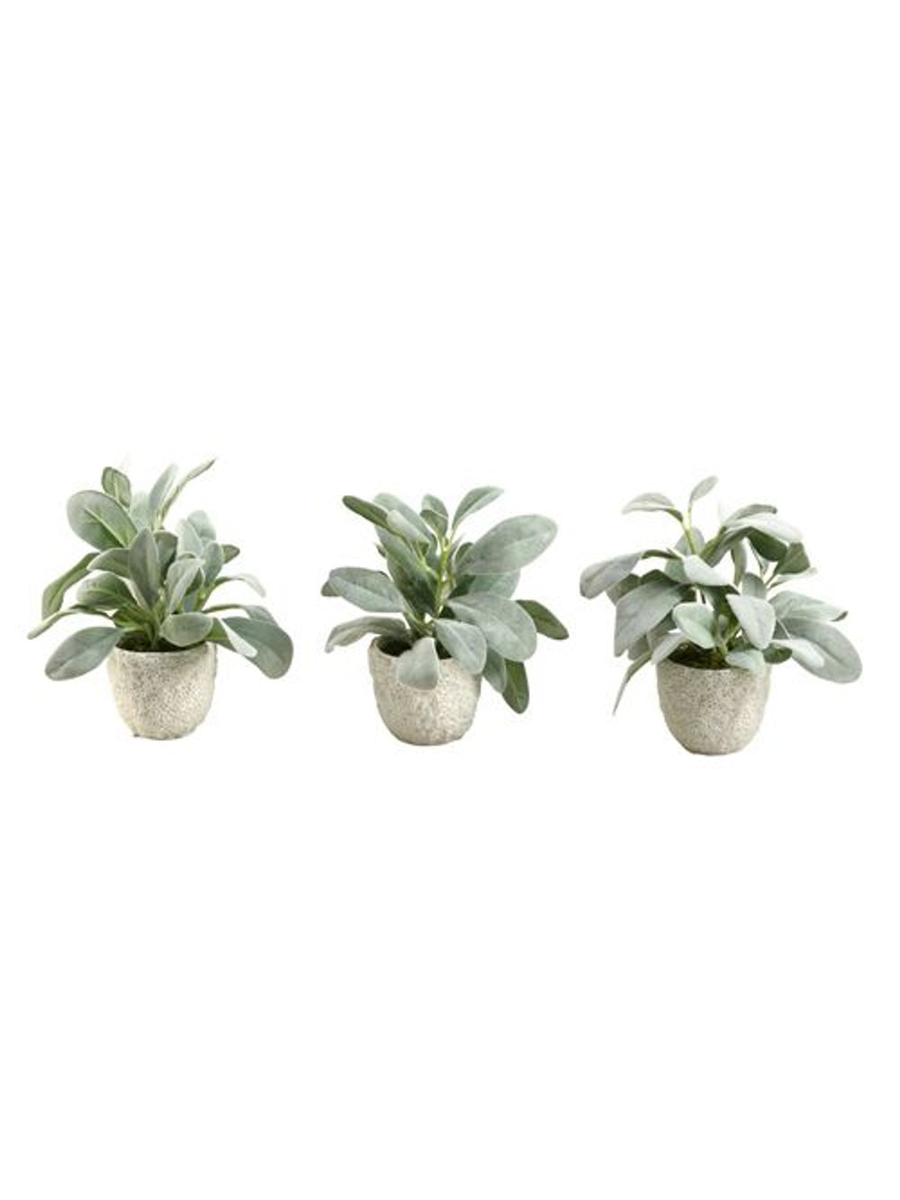 Lamb's Ear In Ceramic Pot