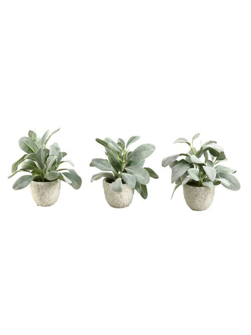 Lamb's Ear In Ceramic Pot