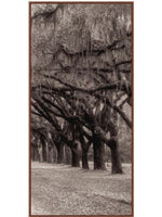 Nature's Arch Triptych