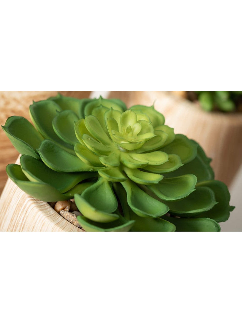 SM. Wooden Potted Succulent