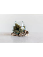 Glass Planter/Vase on Natural Wood Base
