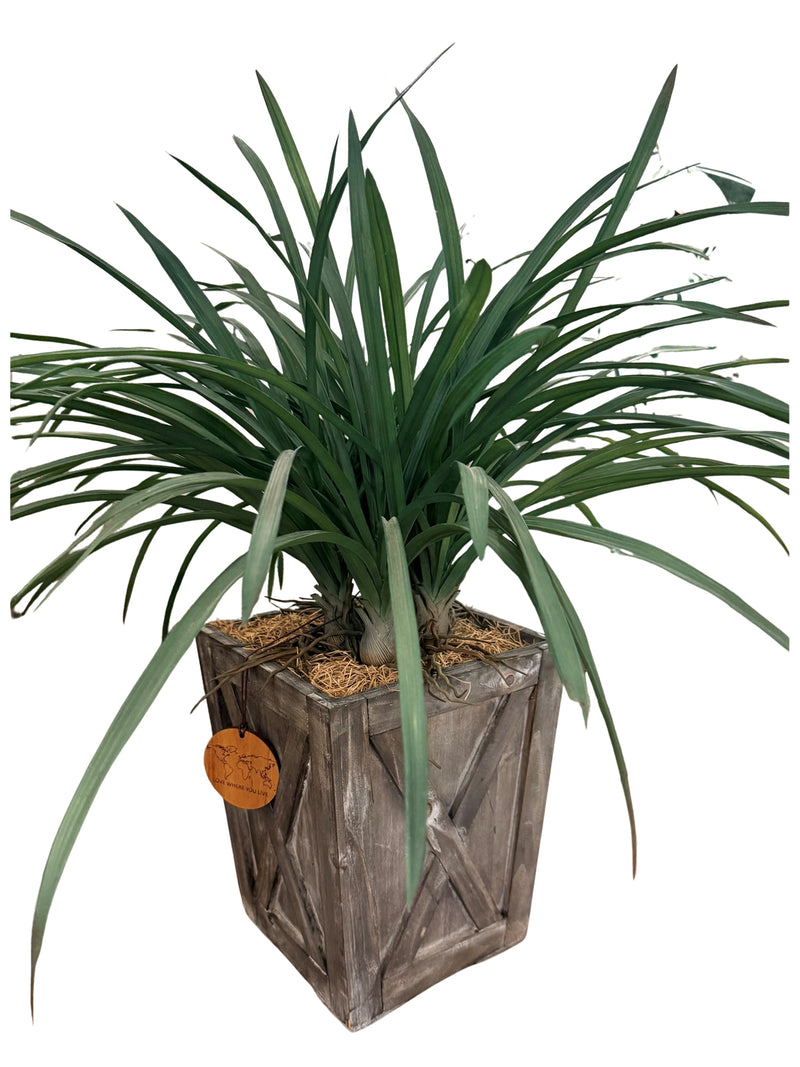 Areca Grass In Wooden Box