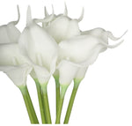 9Pcs/Bunch Calalily | White