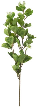Eucalyptus Spray