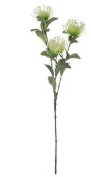 Protea Stem