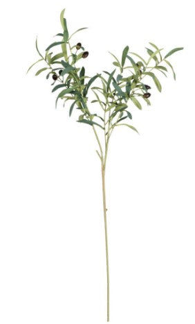 Olive Leaf Branch