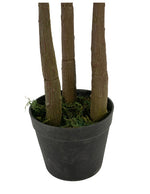 Fiddle-Leaf Fig Tree In Pot