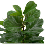 Fiddle-Leaf Fig Tree In Pot