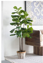 Fiddle-Leaf Fig Tree In Pot