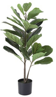 Fig Leaf Plant in Pot