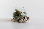 Glass Planter/Vase on Natural Wood Base