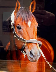 Horse Headshot