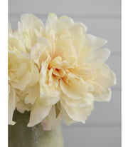 Peony | White with Pink